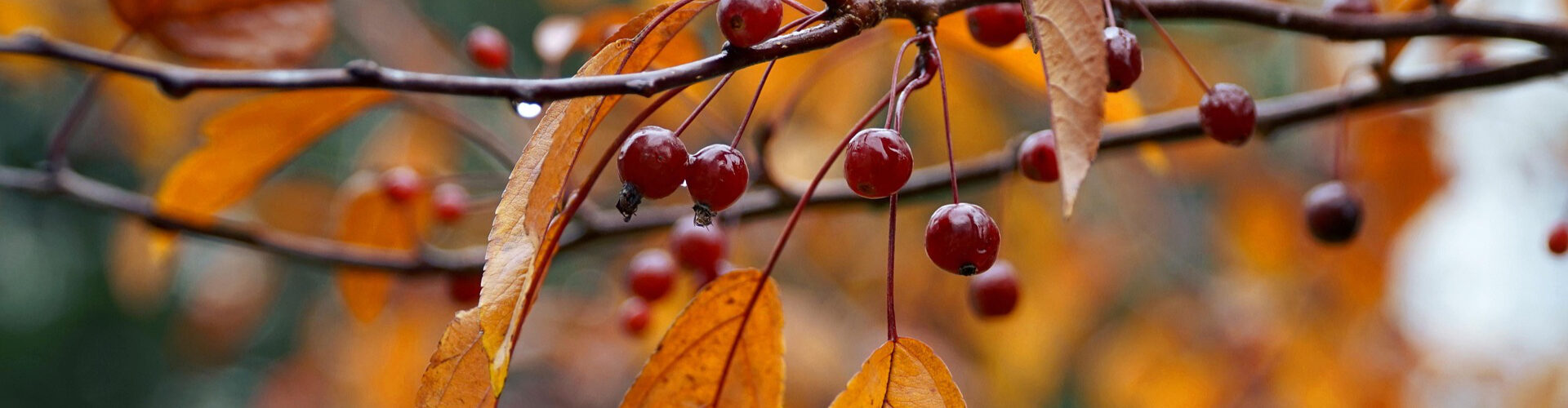 Aktuelles Herbst Featured Image